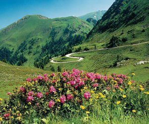 Nockalmstraße Almrosenblüte