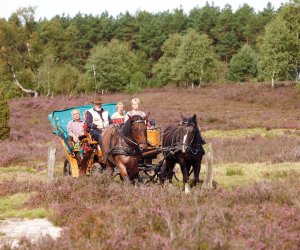 Kutschfahrt durch die Lüneburger Heide