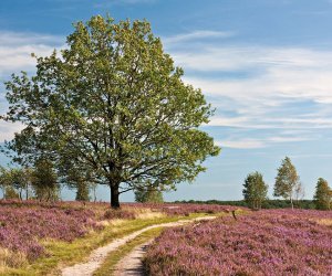 In der Lüneburger Heide