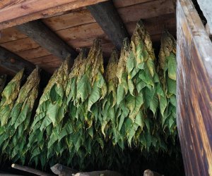 Tabak zum Trocknen