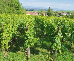 Blick über die Weinberge auf Riquewihr