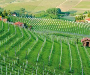 Weinberge im Piemont
