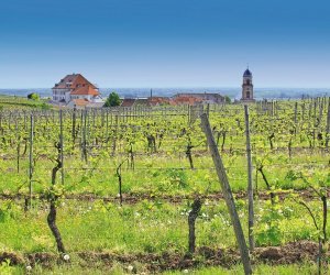 Weinberge im Elsass