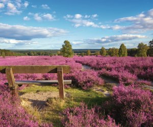 Lüneburger Heide