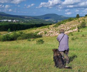 Schäfer mit Schafherde in der Rhön