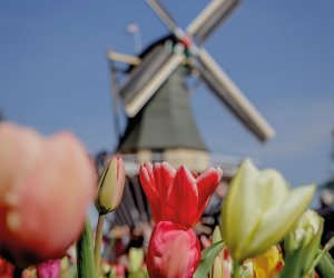 Keukenhof