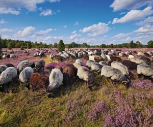 Heidschnuckenherde in der Lüneburger Heide