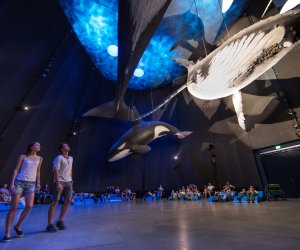 OZEANEUM Stralsund