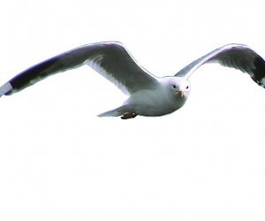 Möwe