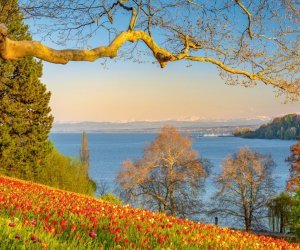 Tulpenblüte auf Mainau