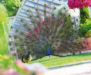 Pfau im Blumenpark Rain am Lech