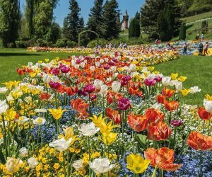 Tulpenblüte auf der Insel Mainau