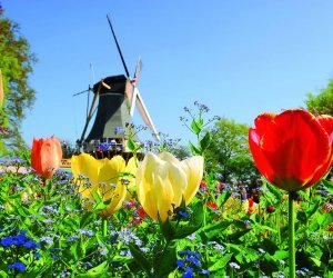 Windmühle im Keukenhof