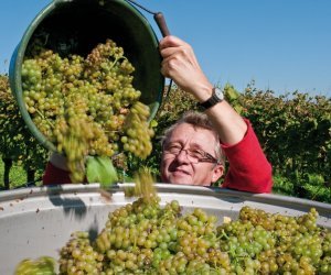 Weinlese